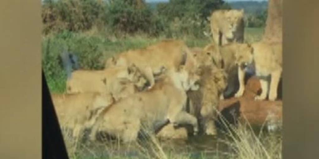 photo Lion Attacks Man In Front Of Family 9 lionesses attack lion