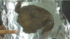 Why are there hundreds of ancient, mummified penguins in Antarctica?