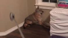 Oklahoma woman mistakes coyote for dog, awakes to wild animal in bedroom: 'He lunged at the door'
