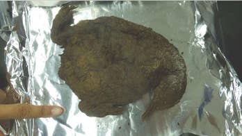 Why are there hundreds of ancient, mummified penguins in Antarctica?