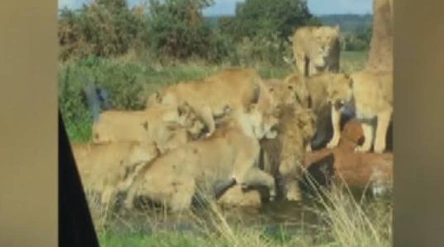 Nine lionesses attack lion as horrified visitors look on