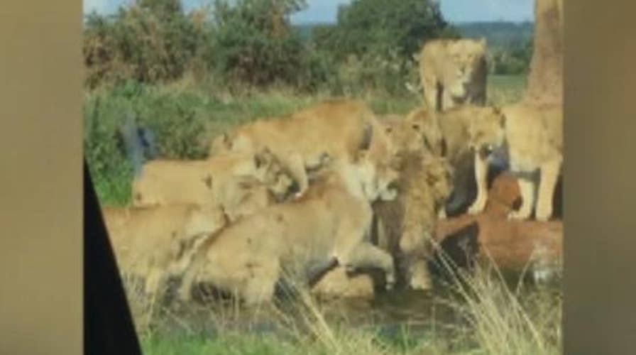 Nine lionesses attack lion as horrified visitors look on 