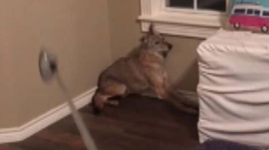 Oklahoma woman wakes up to find a coyote in her bedroom