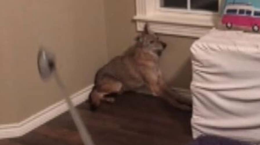 Oklahoma woman wakes up to find a coyote in her bedroom