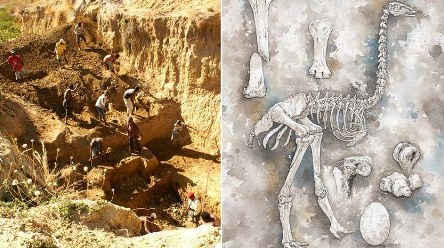 Scientist discover what may have killed world’s largest bird