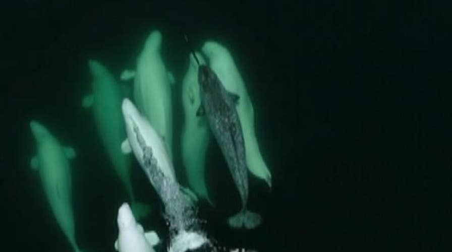 Amazing video: Narwhal taken in by group of beluga whales