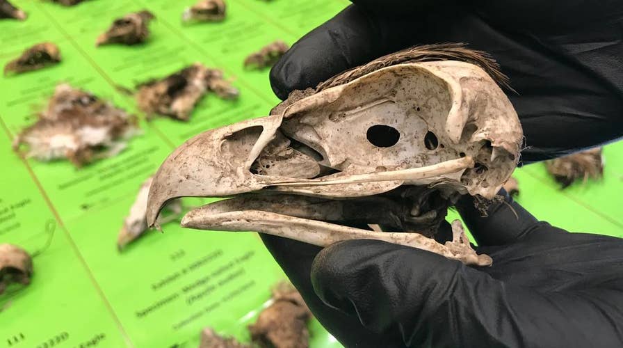 Australian authorities charge man for deaths of 137 eagles