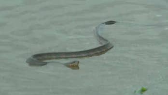 Florence could sweep venomous snakes into floodwaters
