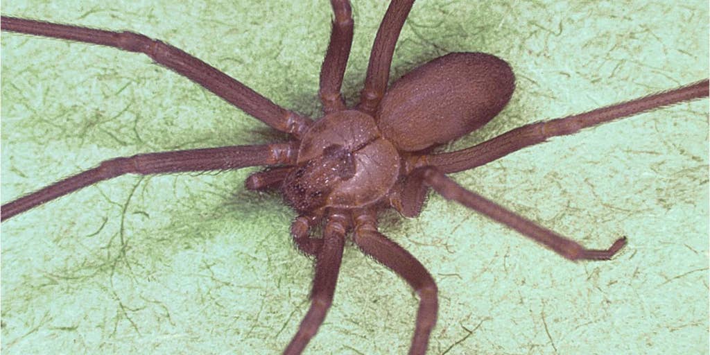 Brown Recluse bites Novinger-area woman