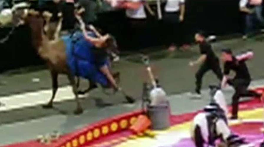 Circus camel bucks child off its back