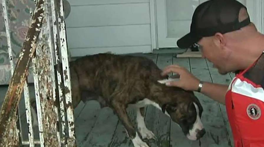Dogs found in North Carolina floodwaters up for adoption