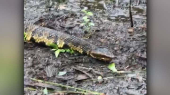Venomous cottonmouth snakes spotted in Florence floodwaters