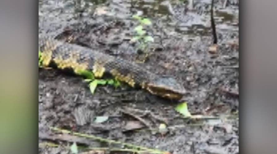 Venomous cottonmouth snakes spotted in Florence floodwaters
