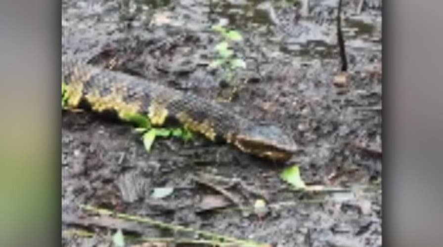 Venomous cottonmouth snakes spotted in Florence floodwaters