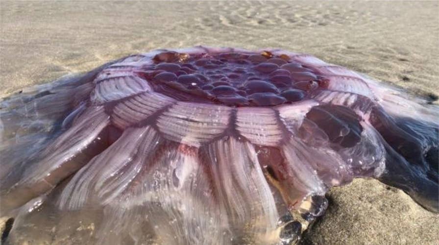 Giant 'contracting' creature spotted on beach stuns family: 'It's alive'