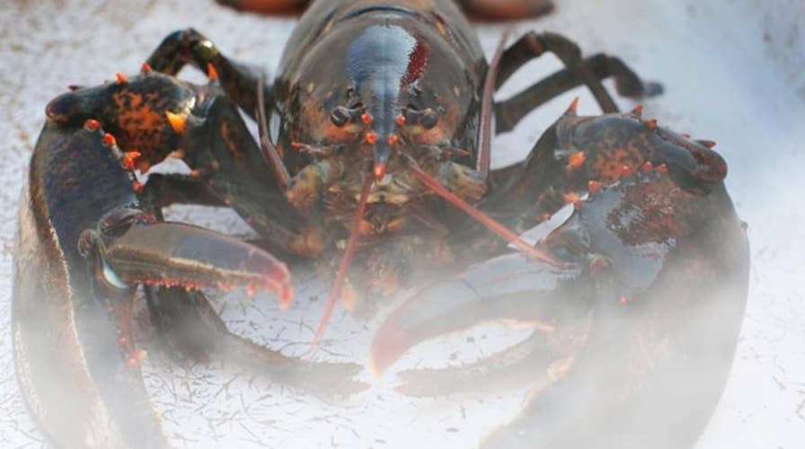 Maine restaurant gets lobsters ‘high’ before killing them