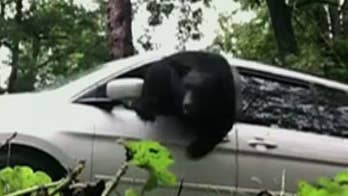 Large black bear becomes trapped inside unsuspecting woman's minivan in North Carolina woods