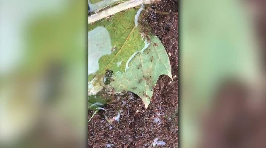 Fire ants create floating rafts to survive Florence floods