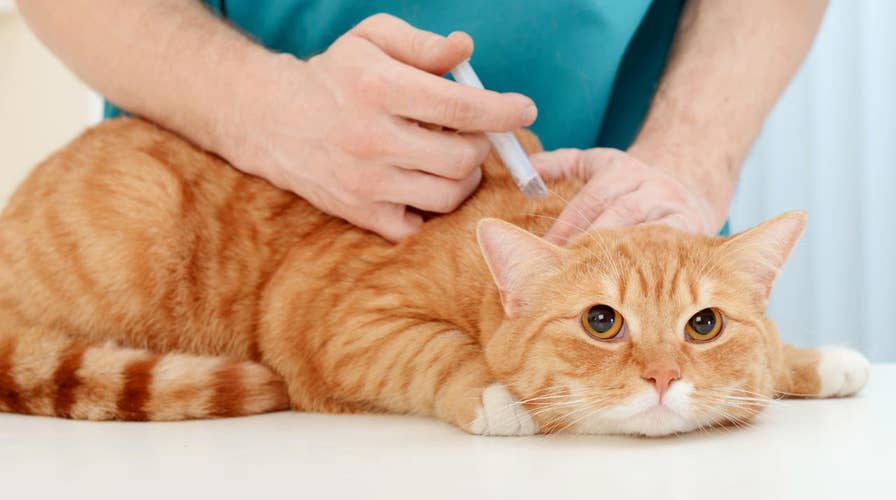 Lawsuit: Cats and kittens killed in USDA experiments