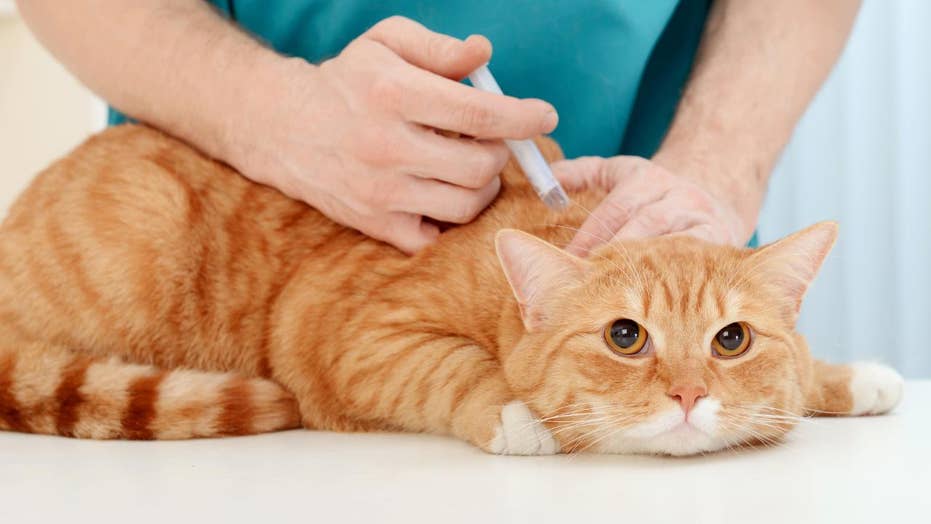 usda kitten killing comes