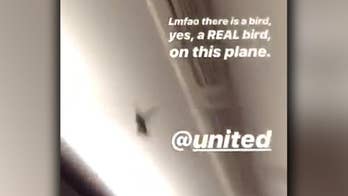 Bird boards United flight at San Francisco airport