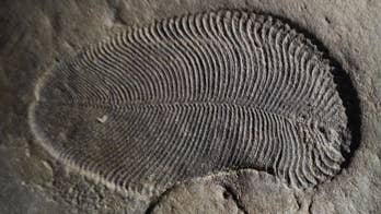 'Holy Grail' fossil mystery cracked  – 558 million-year-old fat reveals earliest known animal