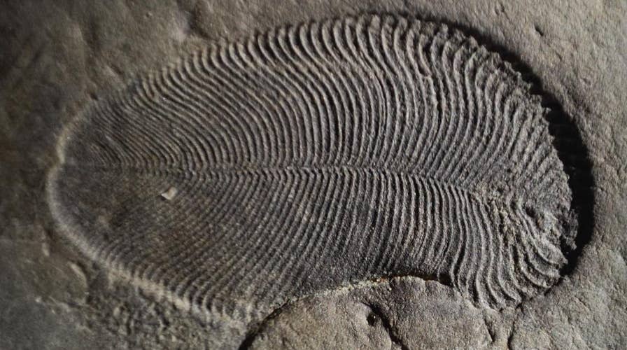 Earliest known animal discovered