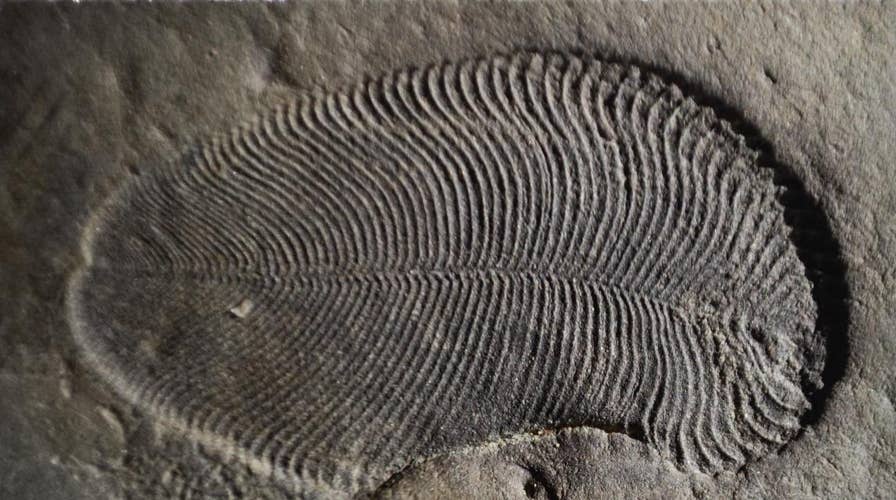 Earliest known animal discovered