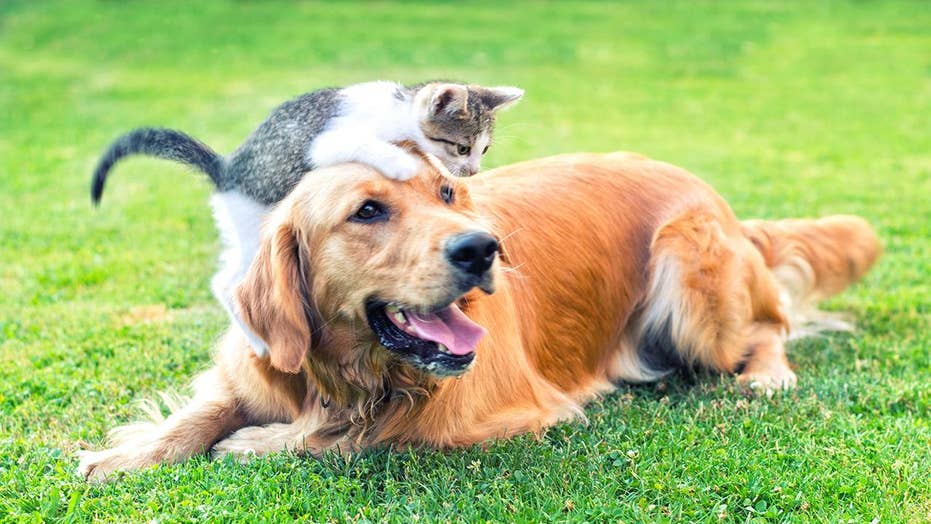 These Flea And Tick Medications For Pets Are Causing Seizures