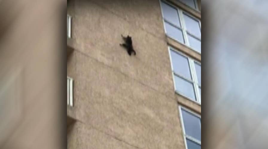 Raccoon scales Ocean City high rise