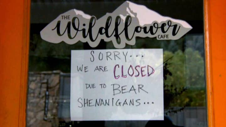 Hungry bear breaks into Colorado cafe