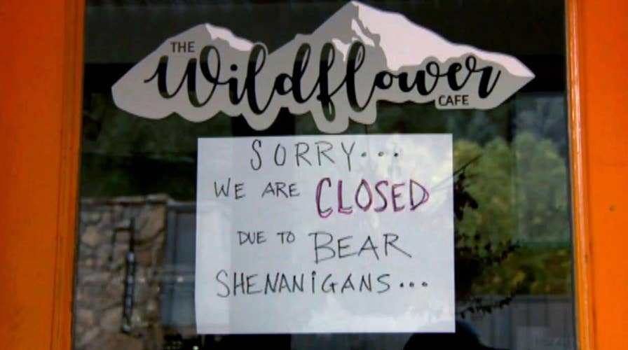 Hungry bear breaks into Colorado cafe