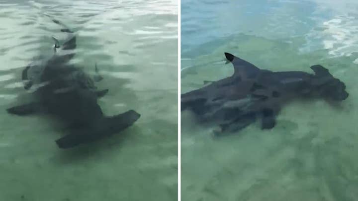 Boaters spot rare scalloped hammerhead shark in Florida