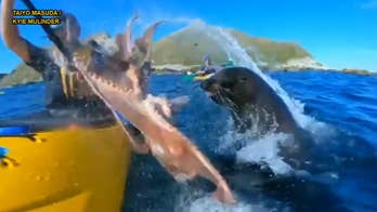 Seal slaps kayaker with octopus in funny video: 'What just happened?'