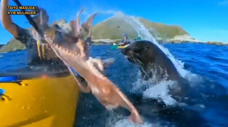 Funny video: Seal slaps kayaker with octopus in the face