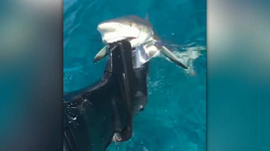 Shark chomps down on fishing boat motor, refuses to let go