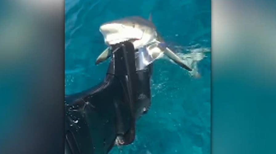Shark chomps down on fishing boat motor, refuses to let go