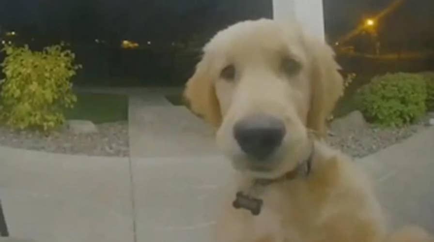 Escaped puppy rings doorbell to get back inside home