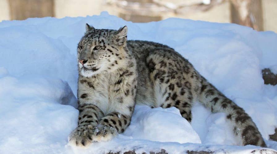 Snow leopard takes a selfie