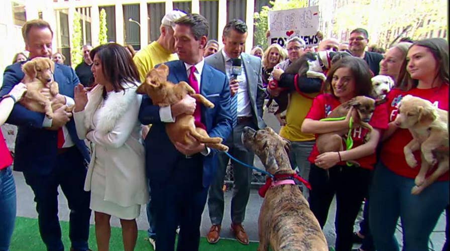 'After the Show Show:' National adopt a dog month