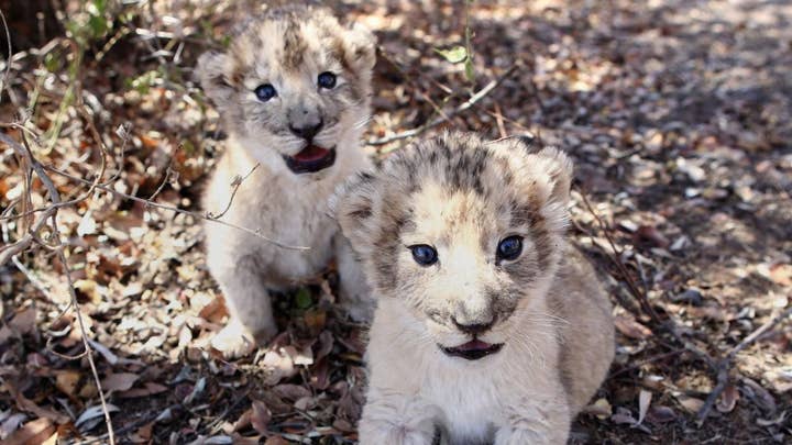Meet the first lion cubs born from artificial insemination