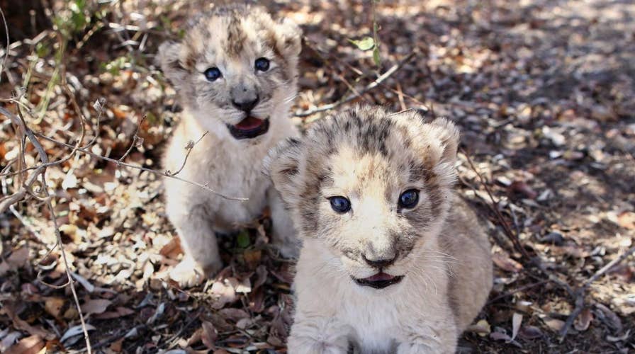 Meet the first lion cubs born from artificial insemination