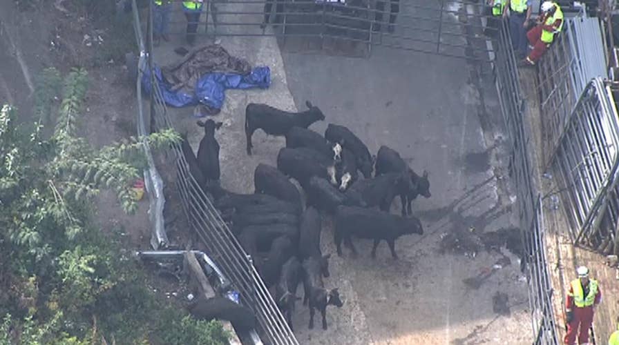 Truck carrying livestock overturns on Interstate 285