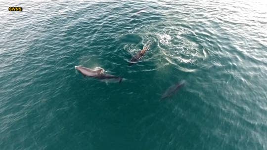 Drone footage shows pod of dolphins ‘dancing’