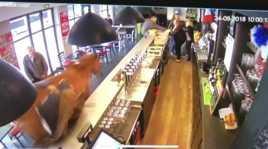 A horse walks into a bar…