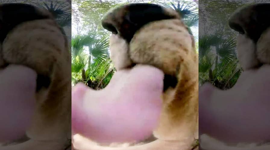 Curious lioness plants slobbery kiss on GoPro Fusion camera