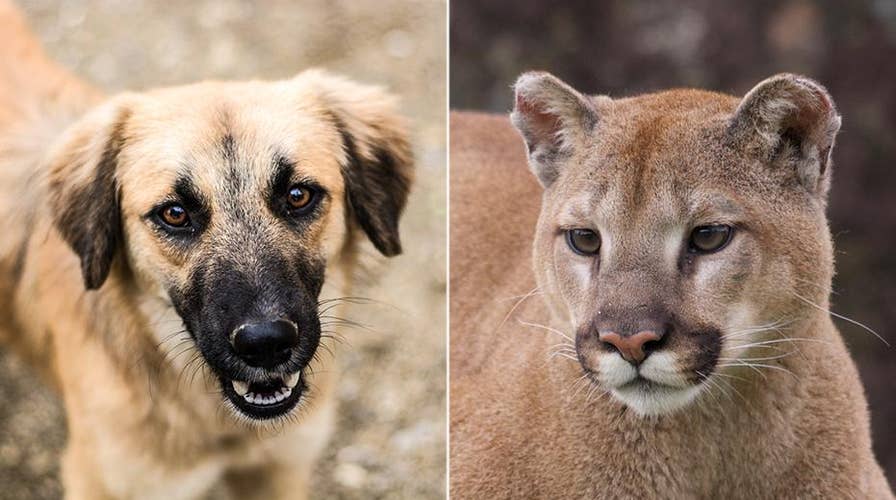 ‘Mystery animal’ walks into a live shot
