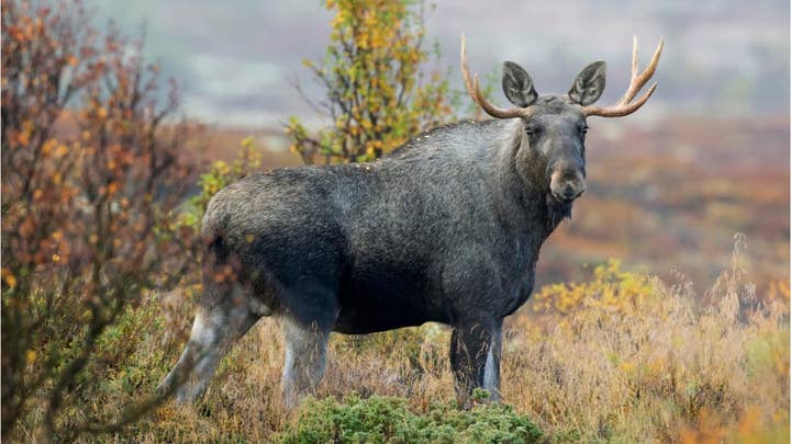 Massachusetts men charged for killing bull and only taking antlers