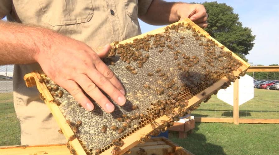 Unusual companies jump into bee biz