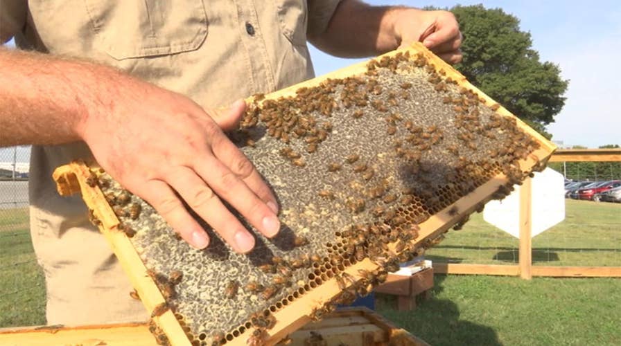 Unusual companies jump into bee biz